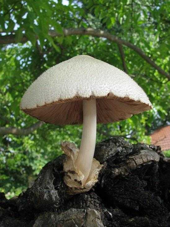 Вольвариелла шелковистая: описание пластинчатого гриба
