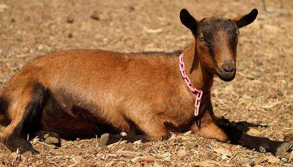 Породы коз - названия, самые популярные направления и правила выращивания