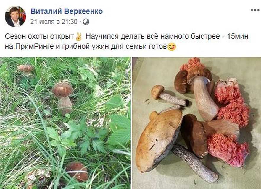 Грибы иркутской области 2021: когда и где собирать, сезоны и грибные места