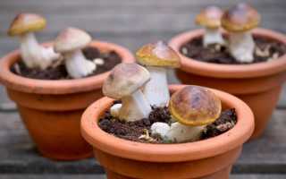 Где, когда и как быстро растут грибы