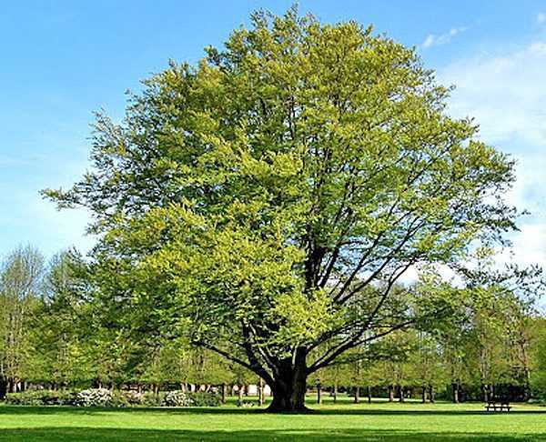 Дерево бук: важные тонкости выращивания