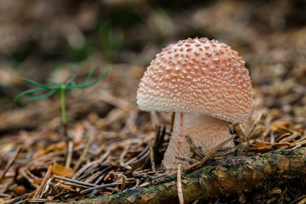 Съедобные грибы: фото и названия, виды и описания