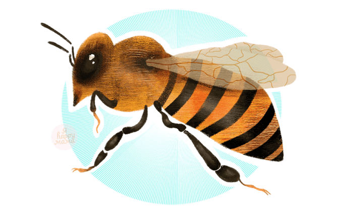 Подкормка пчел весной: виды, сроки, заменители корма