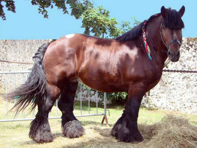 Породы лошадей тяжеловозов: описание, вес, содержание и фото