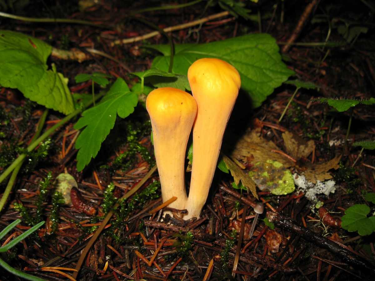 Клавулинопсис палевый: описание с фотографиями. Где и в какое время года можно встретить этот гриб. Съедобен или ядовит.