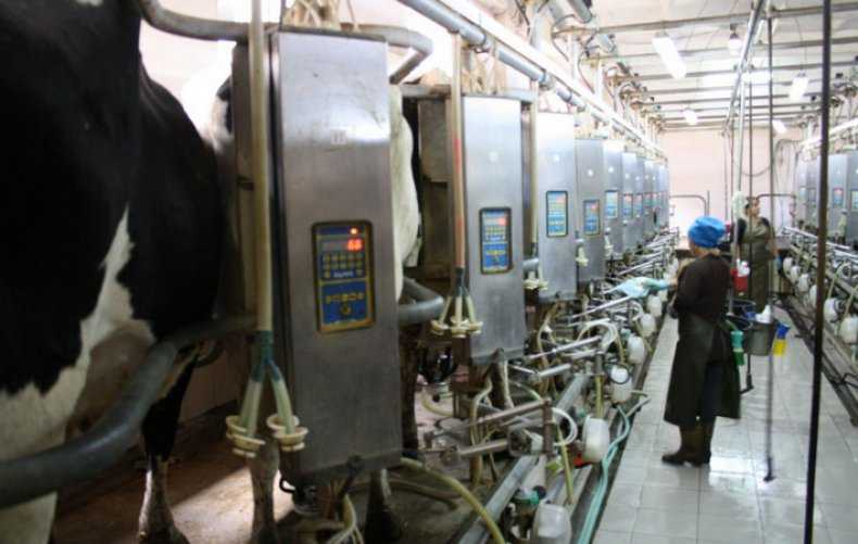 Доильные аппараты для коров — виды и особенности применения