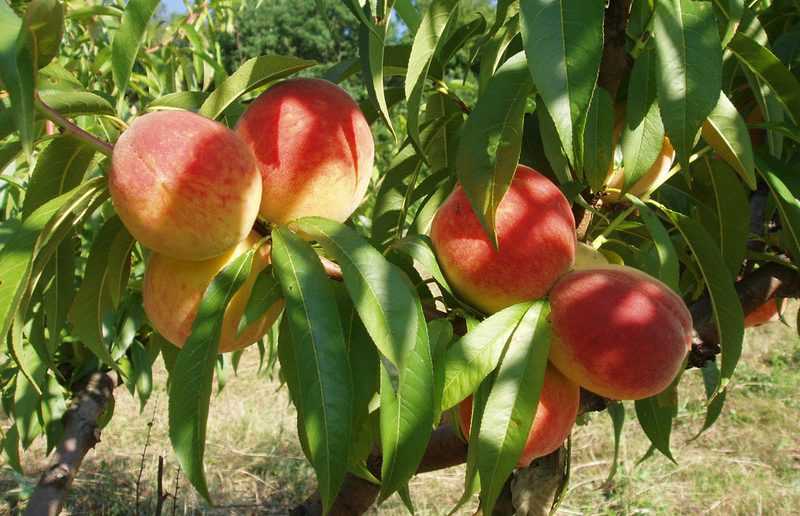 Виды персиков: описание сортов и характеристики 45 лучших, правила выращивания