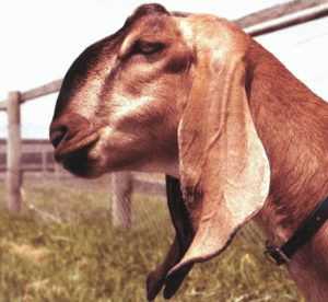 Разведение англо-нубийской породы коз
