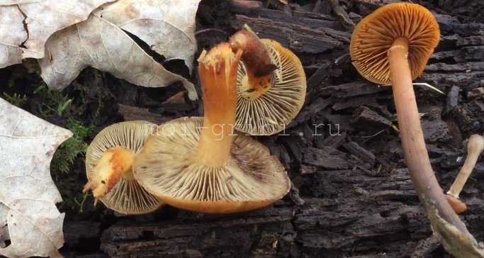 Галерина болотная – изящный, но опасный гриб