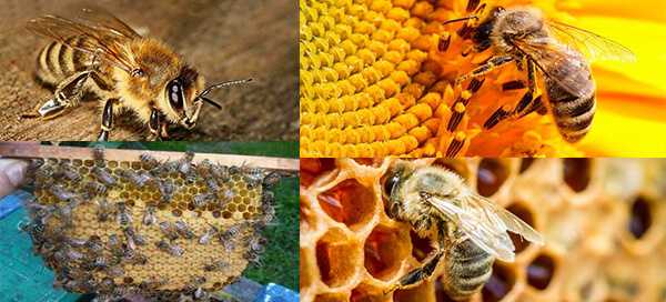 Недостатки пчел карника – особенности разведения, размножения, медопродуктивность, морозостойкость, устойчивость к заболеваниям, фото, отзывы.