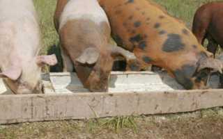 Стимуляторы роста для свиней: кормовые добавки и витамины