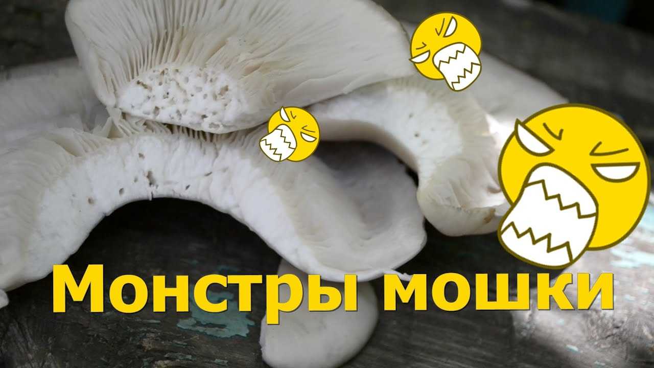 Едят ли черви ядовитые грибы?