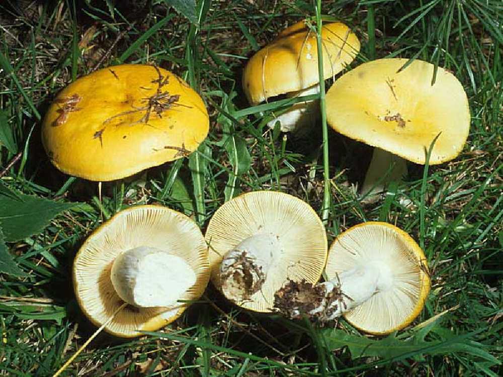 Сыроежки грибы. виды сыроежек и их внешний вид - индасад