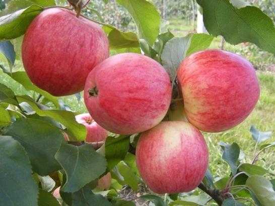 Яблоня мельба: все нюансы выращивания сладкой красавицы