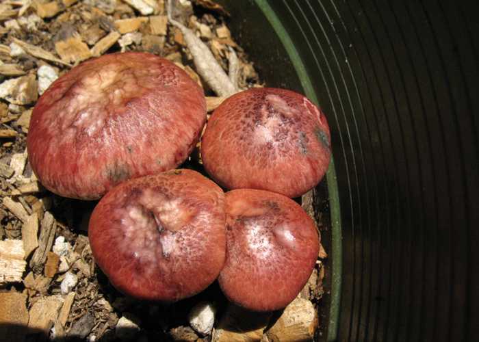 Псилоцибиновые грибы-таинственные, притягательные и опасные