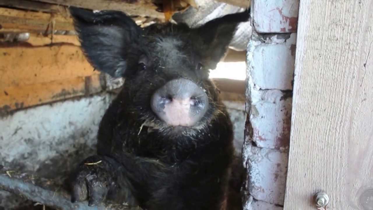 Порода свиней шерстяная венгерская мангалица: особенности и характеристика, содержание, уход