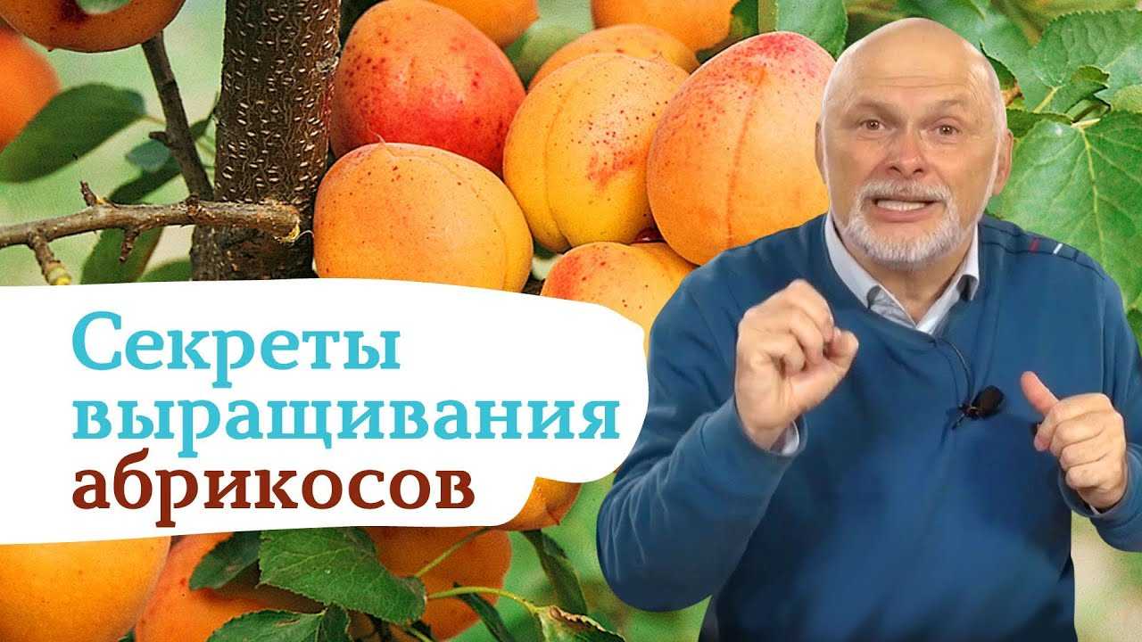 ✅ об абрикосе восторг: описание и характеристики сорта, посадка, уход, выращивание - tehnomir32.ru