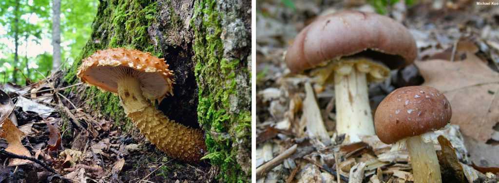 Строфария небесно-синяя (stropharia caerulea) –  грибы сибири