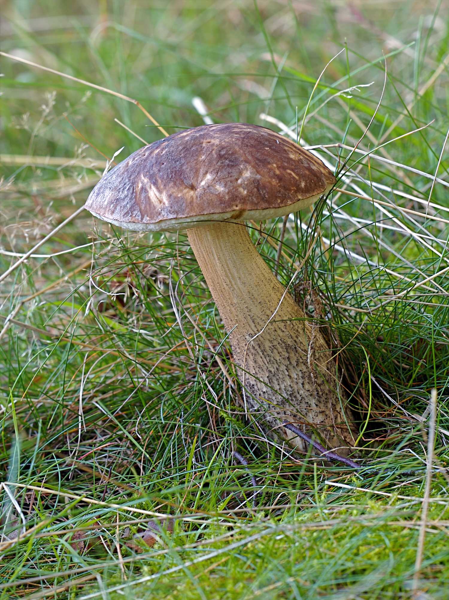 Фото гриба подберезовика: как он выглядит, какие существуют разновидности. Когда и в каких местах собирать. С какими грибами можно перепутать подберезовик.