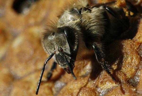 Пчёлы: фото и описание