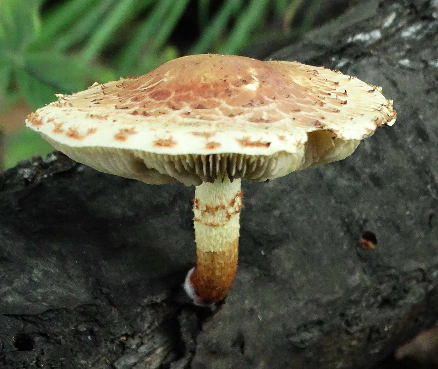 Чешуйчатка чешуйчатая (pholiota squarrosa) –  грибы сибири