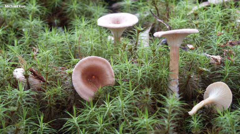 Говорушка оранжевая (hygrophoropsis aurantiaca): фото и описание ложного, несъедобного гриба