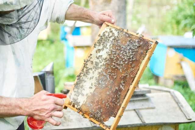 Как ухаживать за пчелами в марте: календарь пчеловода составили эксперты для томской области — agroxxi