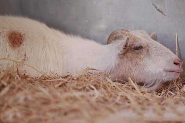 «персональная» болезнь овец и коз. чем опасна инфекция висны-маеди