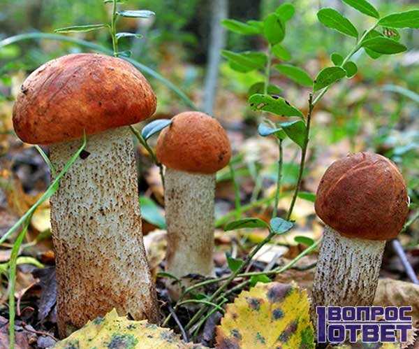 ✅ через сколько времени после дождя вырастают грибы - питомник46.рф