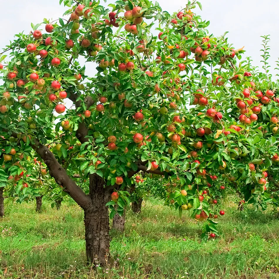 Как посадить колоновидную яблоню саженцами: посадка и уход весной и осенью