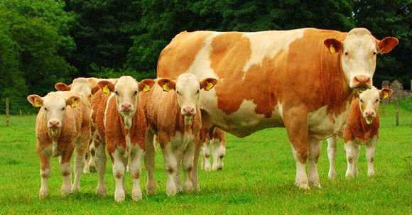 Симментальская порода коров (симментал) - характеристика быков, молочные крс