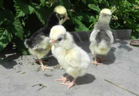 Голландская белохохлая порода кур. описание, отзывы продуктивность. обзор с фото и видео