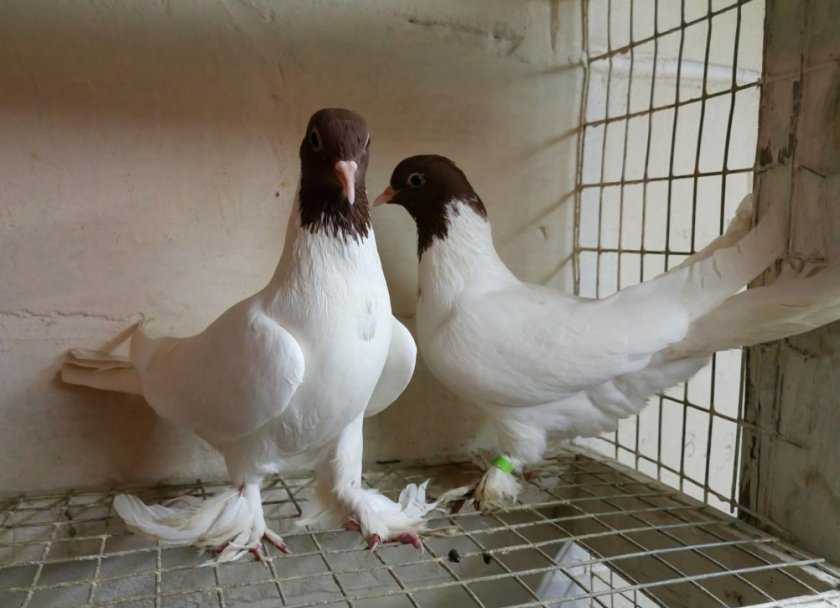 Обзор иранских бойных голубей: их описание, видео и фото
обзор иранских бойных голубей: их описание, видео и фото