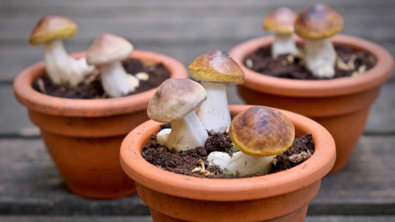 Выращивание белых грибов в домашних условиях: для новичков, из мицелия, круглый год