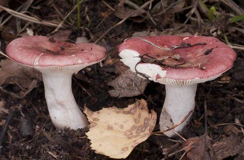 Сыроежка - 80 фото как быстро отличить съедобный гриб от горького