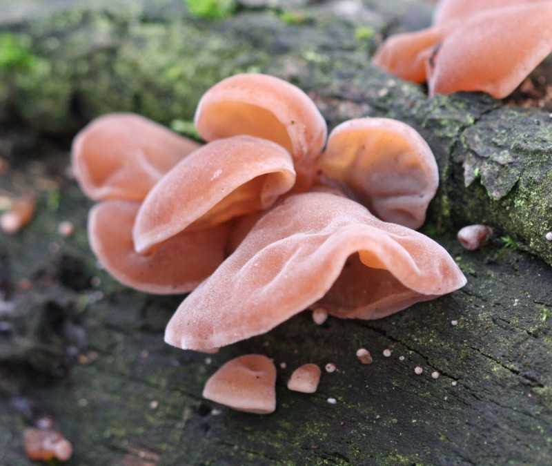 Ежовик гребенчатый и еще 9 удивительных съедобных грибов, которые растут в россии