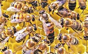 Пчелиная матка - строение, описание, виды, особенности полета и размножения. фото и видео советы пчеловодам