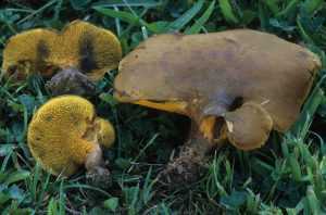 Гиродон мерулиусовидный: описание гриба. Съедобность, место произрастания. Двойники. Правила сбора, способы употребления.