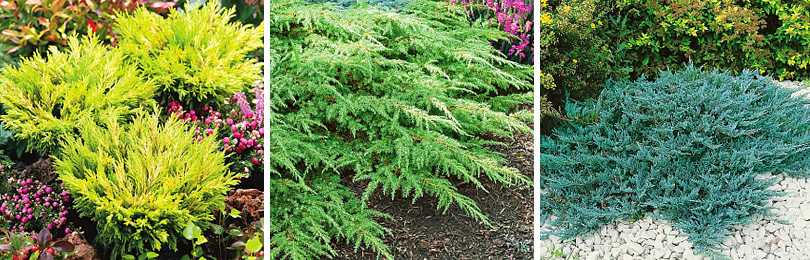 Можжевельник китайский блаув (juniperus chinensis blaauw)