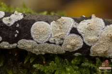 Сатанинский гриб: коварство и опасность ядовитого двойника боровика