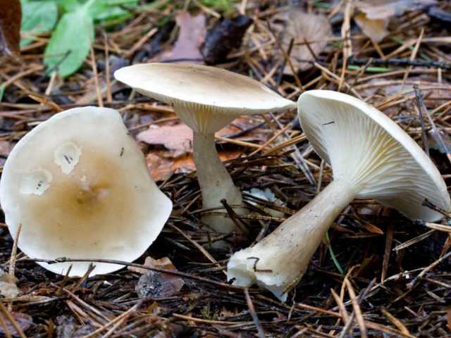 Говорушка слабопахучая – гриб с мучным запахом