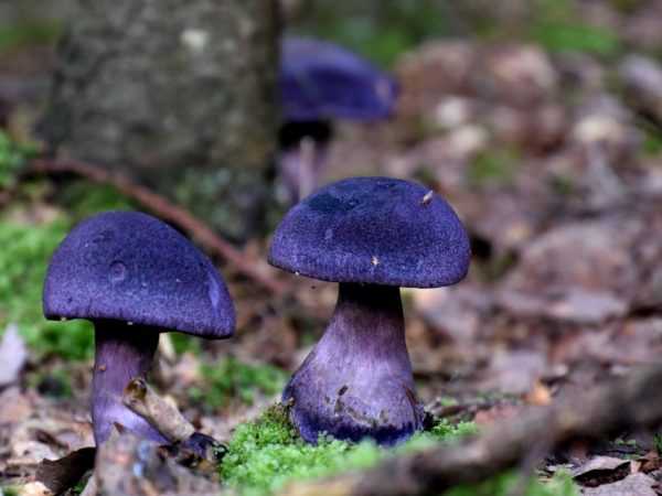 Паутинник фиолетовый: фото и описание