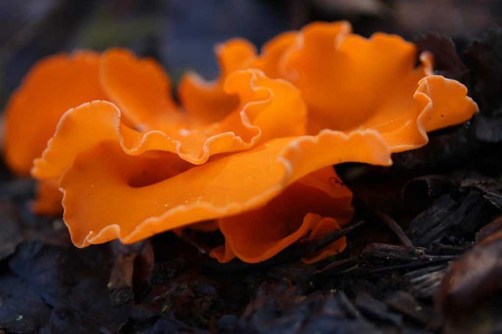 Алеврия оранжевая (aleuria aurantia) фото и описание гриба, где растёт, можно ли есть