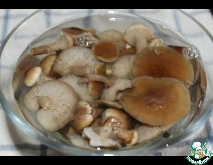 Сколько времени растет гриб опенок