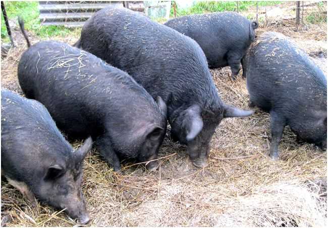 Венгерская мангалица порода свиней: описание, характеристика