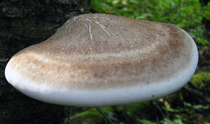 Трутовик зимний – древесный гриб