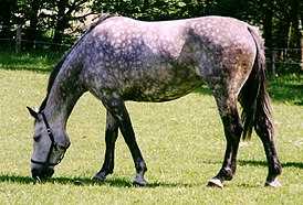 Голштинская порода лошадей: характеристика и правила содержания