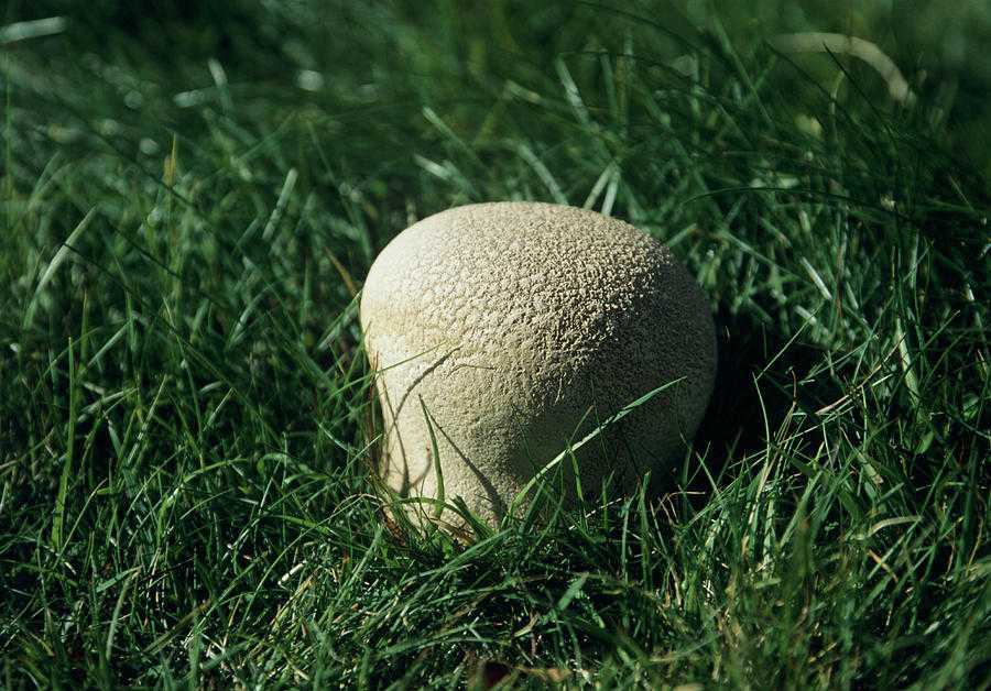 Съедобны ли дождевики грибы. дождевик съедобный (lycoperdon perlatum). | дачная жизнь