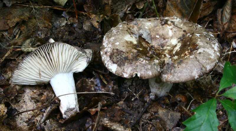 Грибы подгруздки (белый, частопластинчатый и чернеющий): фото, описание, свойства и применение грибов