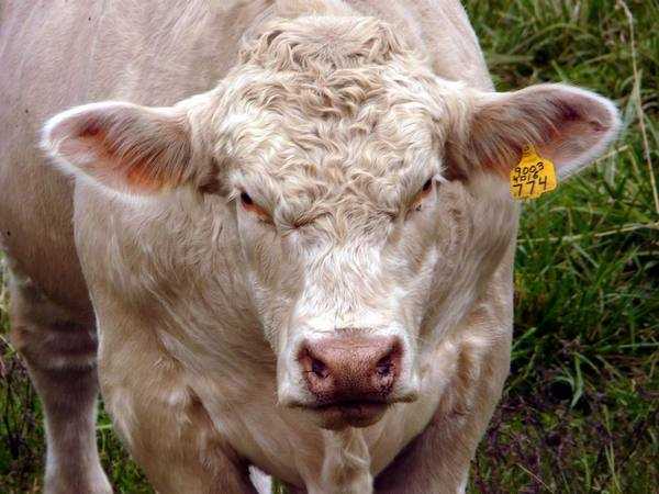 Порода коров шароле